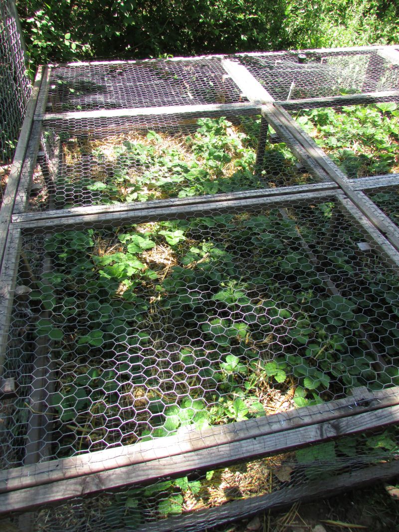 Squirrel Proofing Your Strawberry Bed Urban Overalls