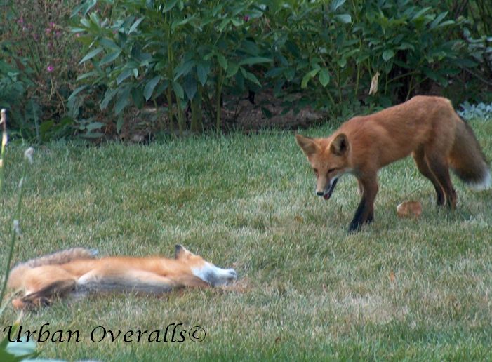 young foxes playing in our yard