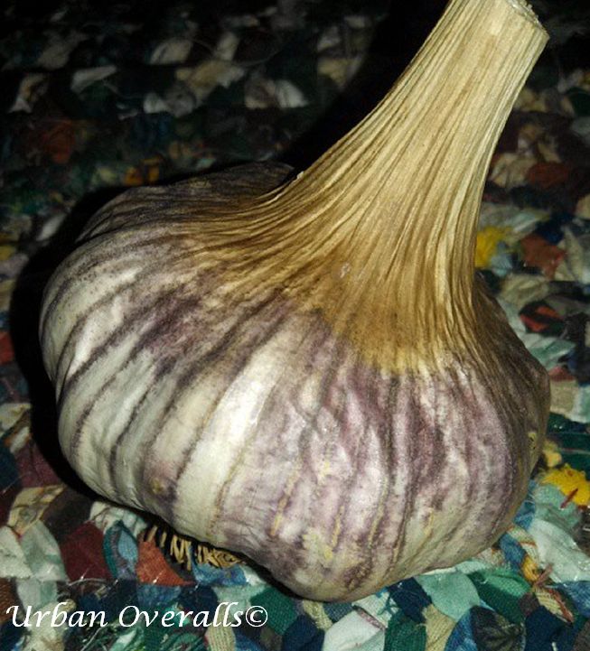 shantung purple garlic