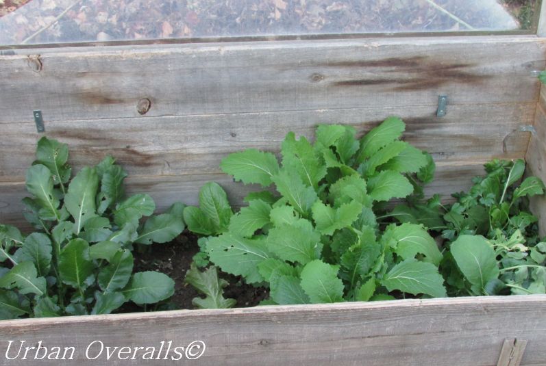cold frame with veggies