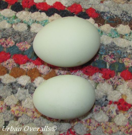 peewee versus large egg