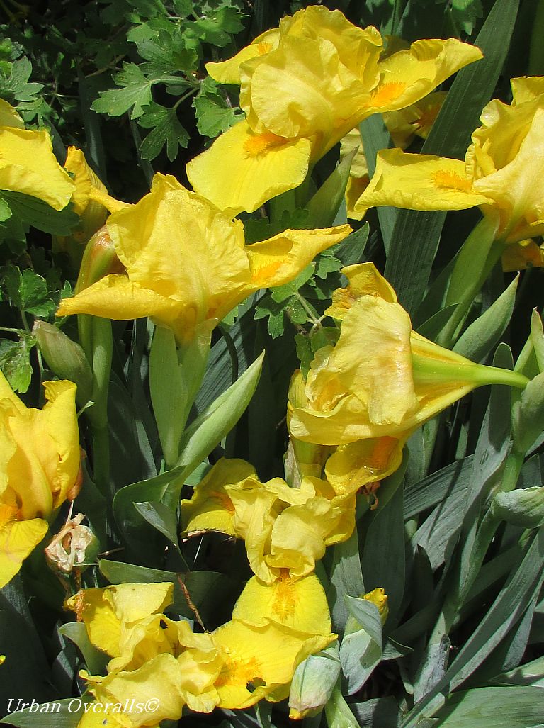 dwarf yellow iris