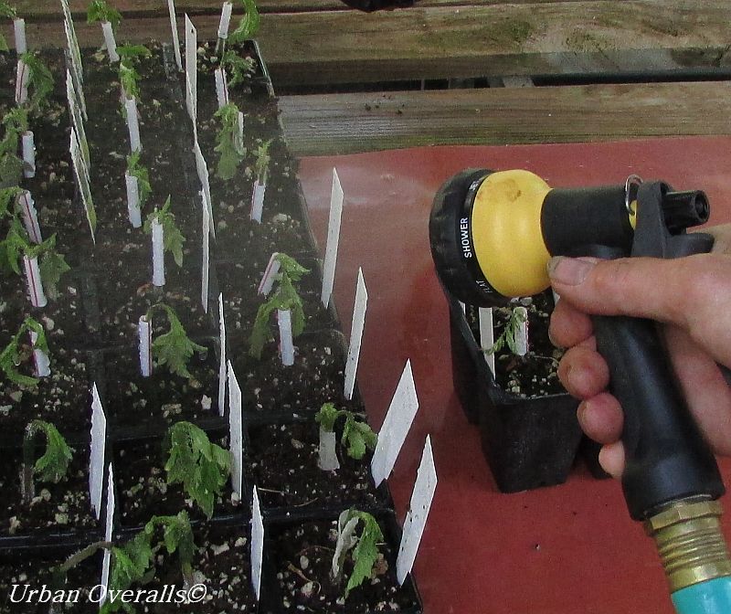 misting grafted tomatoes
