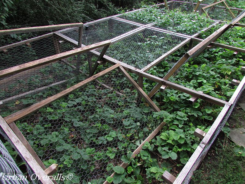 aftermath of raccoons in a protected strawberry bed