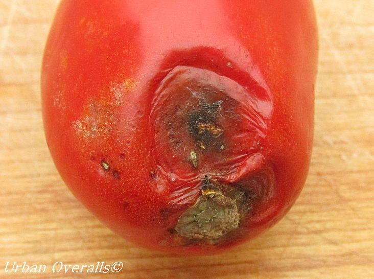 anthracnose infected tomato