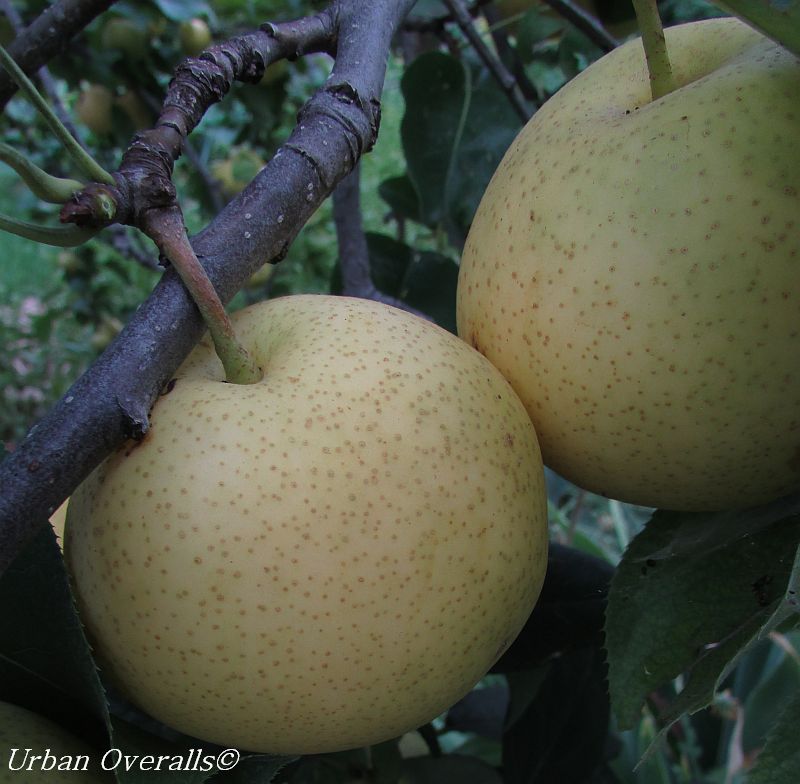 Asian Pears ripening on the tree