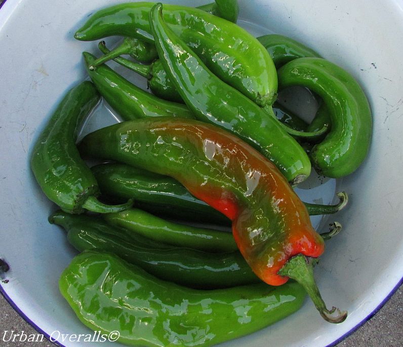 chiles rubbed with peanut oil