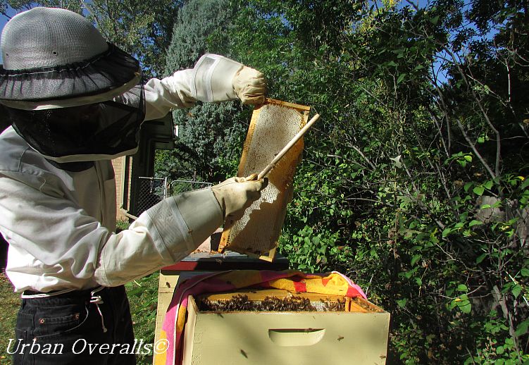 brushing bees from honey frame