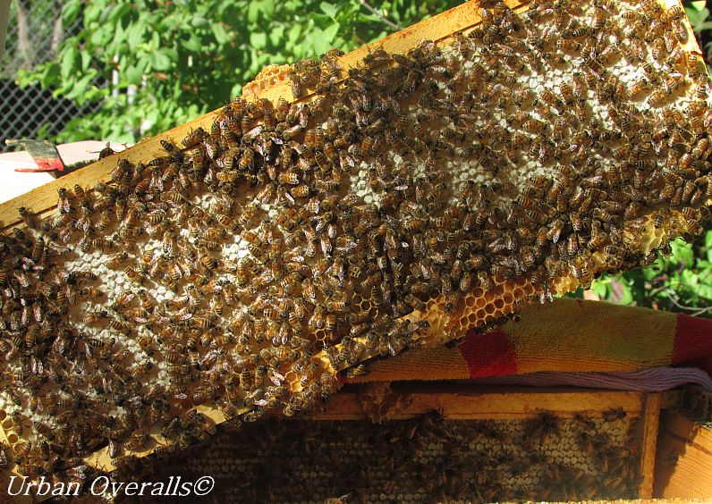 frame full of capped honey