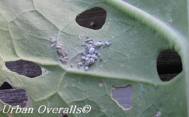 grey aphids