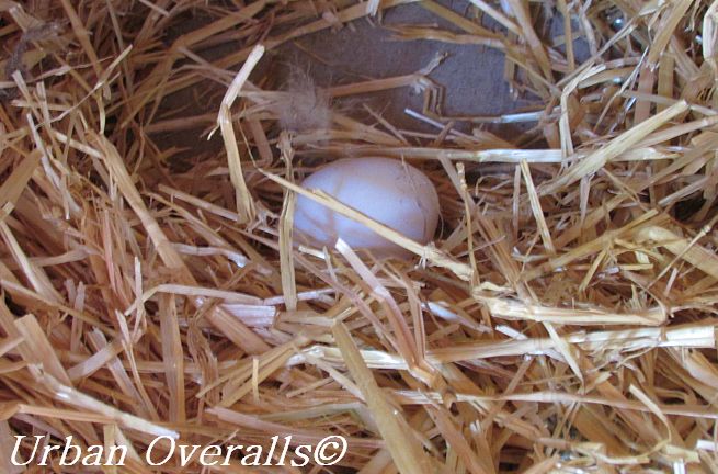 egg-in-nest-box-cr