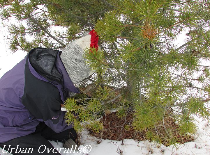 cutting a fresh Christmas tree with hand saw