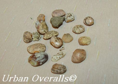 moldy beans with assorted shriveled beans and pebbles