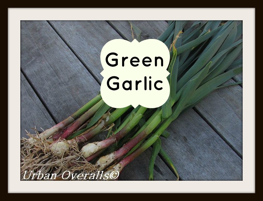harvested green garlic