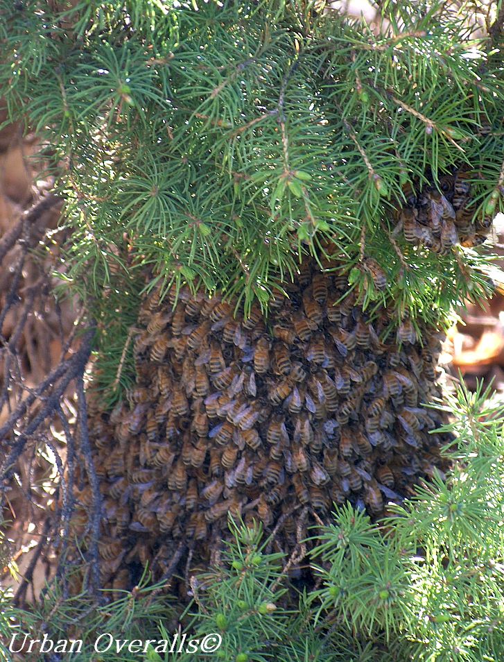 honey bee swarm on tree branch