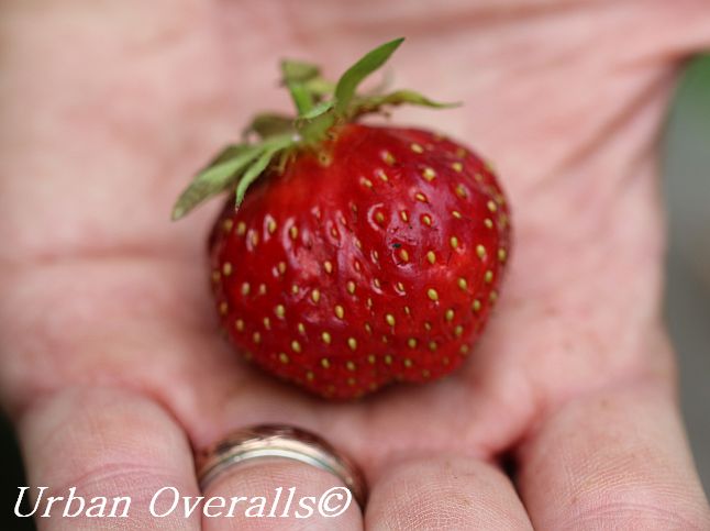 freshly picked strawberry