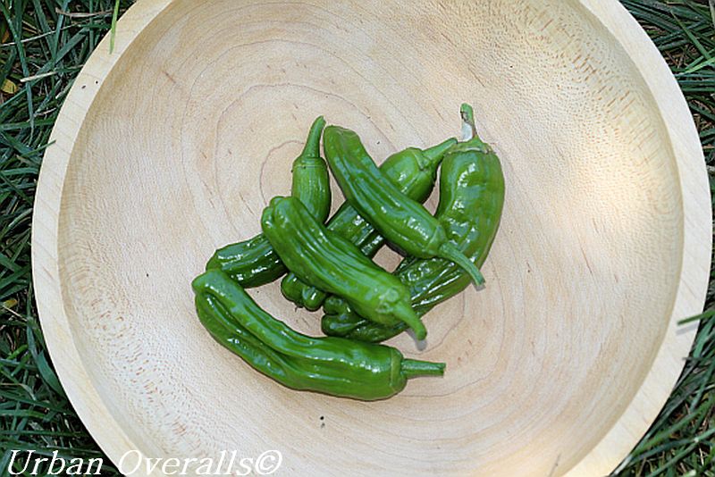 harvested shishito peppers