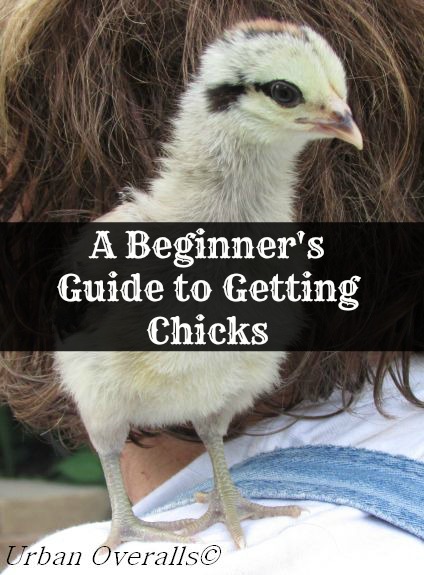 begginer guide to getting chicks