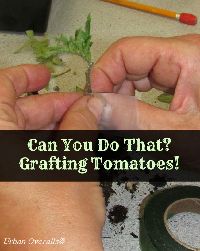grafting tomatoes