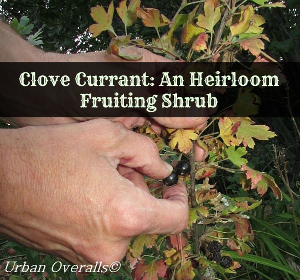 harvesting-currants-cr-pm