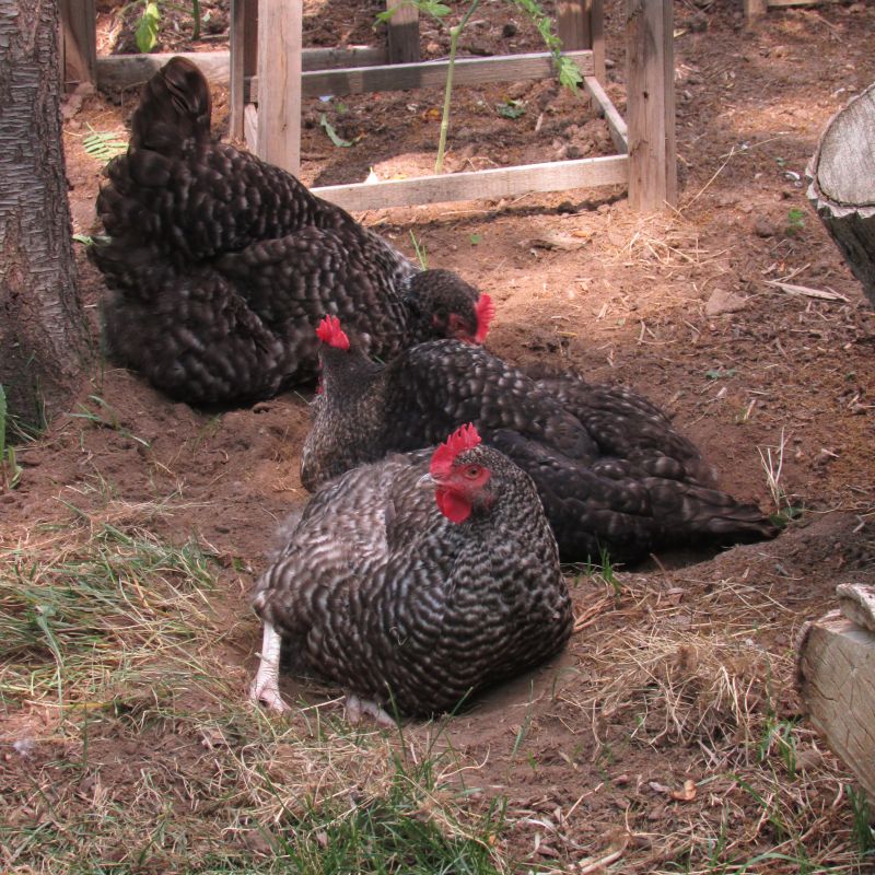 Chickens: What is the Deal with Dust Baths?