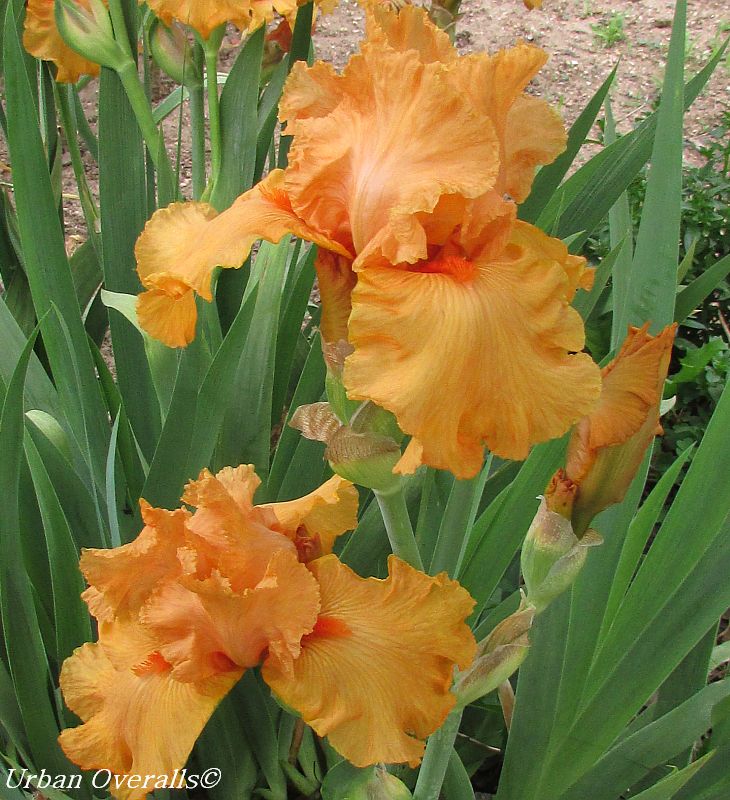Bearded Irises: Beauty in any Size