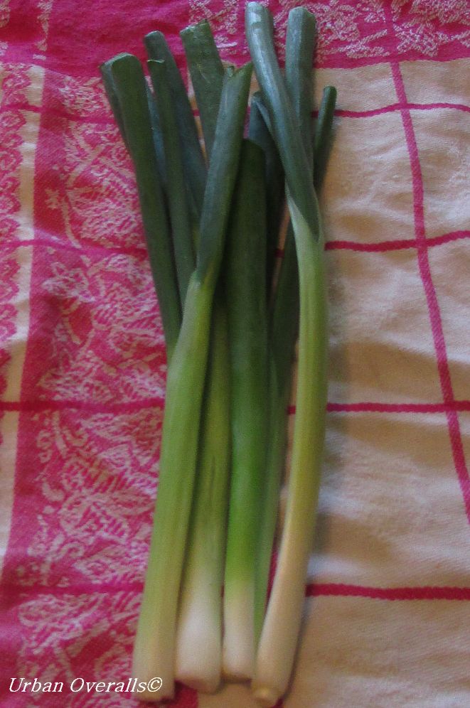 Bunching Onions: A Garden Must-Have