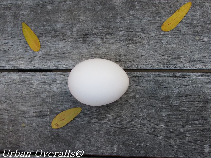California White: An Eggcellent Chicken for Urban Settings