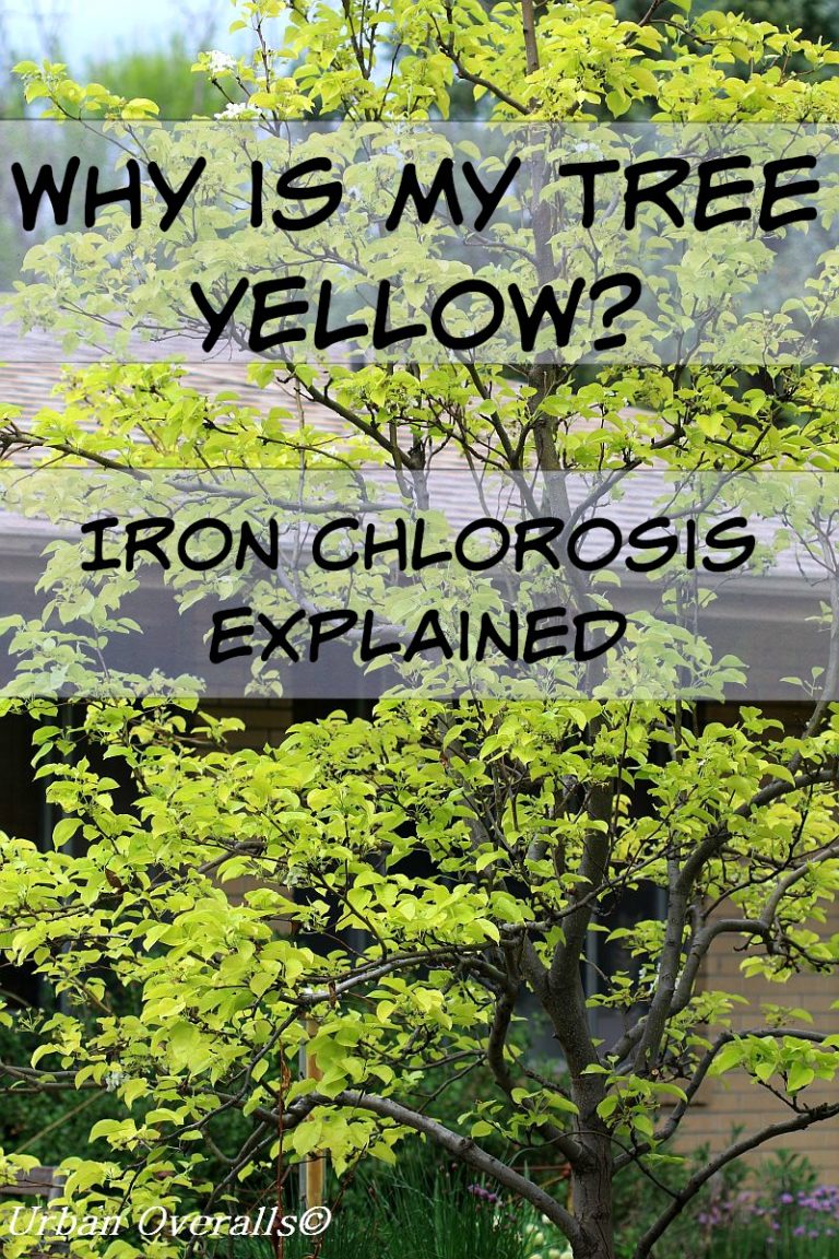 Why is My Tree Yellow? Iron Chlorosis Explained • Urban Overalls