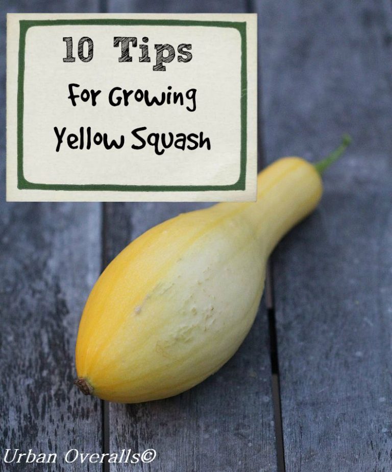 10 Growing Tips for Yellow Squash • Urban Overalls